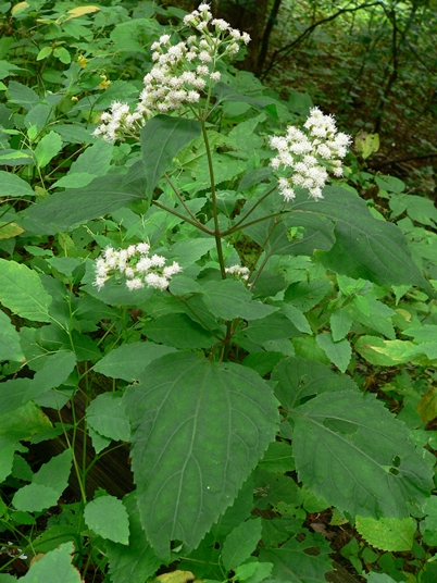 {Ageratina altissima}